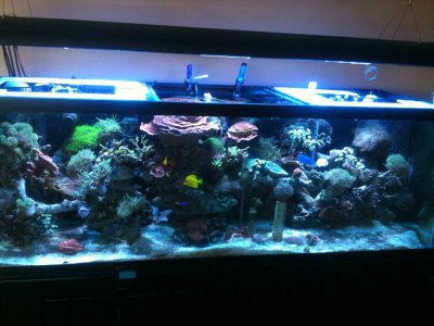 Front tank shot.jpg