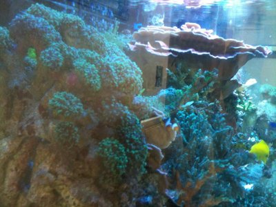 little clownfish big home.jpg