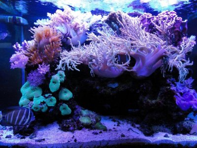DSC00317(Glare Edit).jpg
