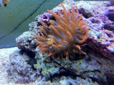 Clownfish & Anemone.jpg