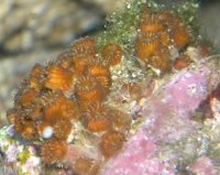 DSCN0209 (640x480) (500x398) (200x159).jpg