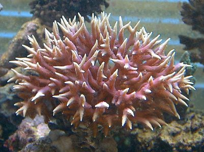Seriatopora%20hystrix.jpg
