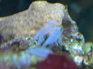 Tunicates (300x225).jpg