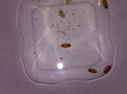 snail pic.jpg