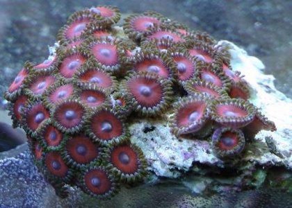 zoas.JPG