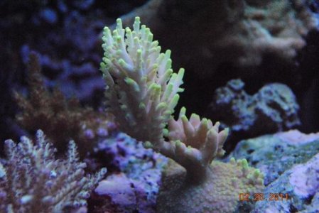 phils granulosa2.jpg