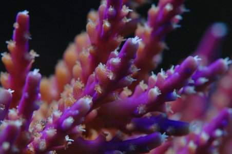 coral #3.jpg