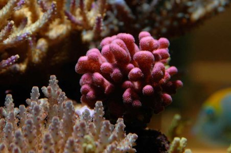 red coral #1.jpg