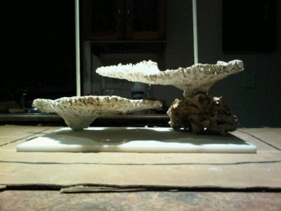 IMG00184-20110424-2055.jpg