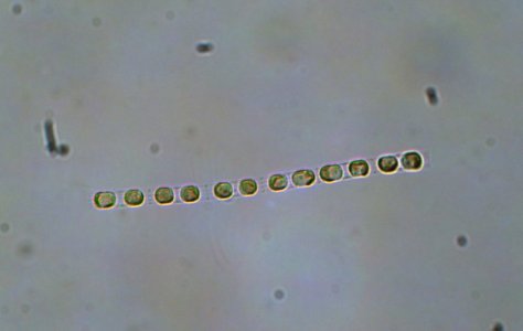 diatoms03.jpg
