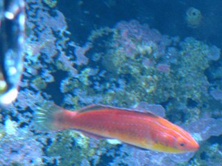 wrasse027-1-1.jpg