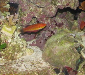 wrasse041-2.jpg