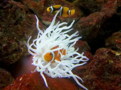 pink tip clown 2.jpg