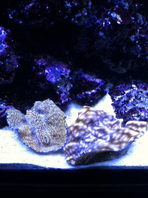 reef led 062.jpg