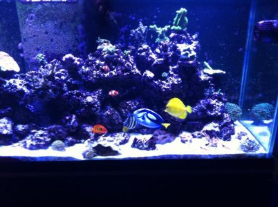 reef led 065.jpg