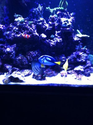 reef led 067.jpg