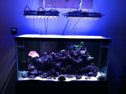 reef led 039.jpg