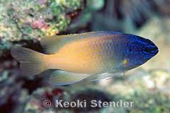 Chrysiptera rex .jpeg