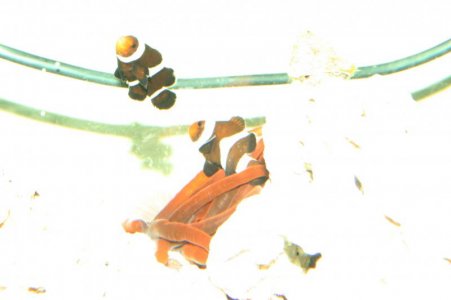 blk ocellaris ich3.jpg