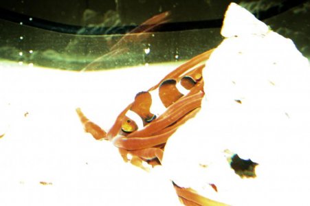 blk ocellaris ich.jpg