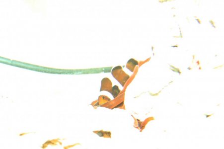 blk ocellaris ich2.jpg