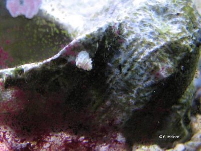 Minischnecke unbekannt (1).jpg