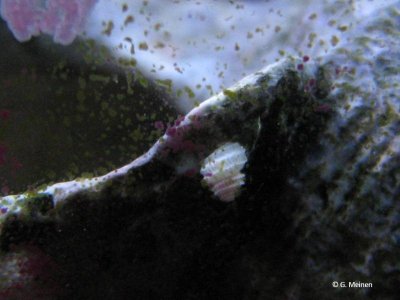 Minischnecke unbekannt (2).jpg