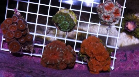 acans (6) 5-3-2011.jpg