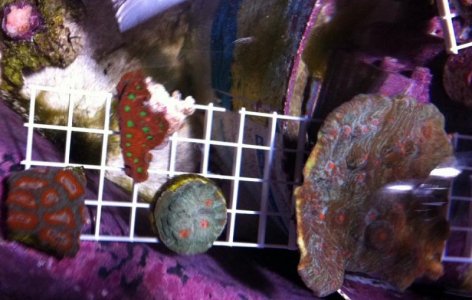 acan and chalice 5-3-2011.jpg
