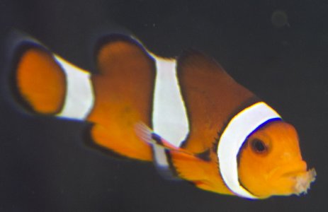 IMG_1183a.jpg IMG_1183a.jpg