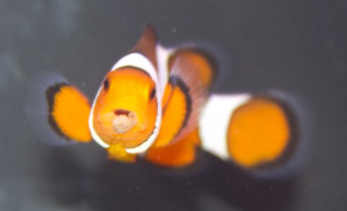 IMG_1150a.jpg IMG_1150a.jpg