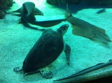 ImageUploadedByTapatalk1304631301.943760.jpg ImageUploadedByTapatalk1304631301.943760.jpg