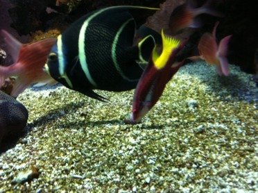 ImageUploadedByTapatalk1304631368.592307.jpg ImageUploadedByTapatalk1304631368.592307.jpg