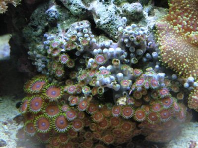 losing corals 001 (2).jpg