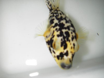 Golden Dalmation puffer 007.jpg