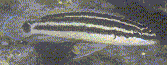 Julie.gif