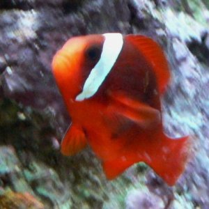 color after feeding TDO.JPG