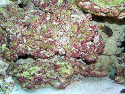 Coraline Growth1.jpg