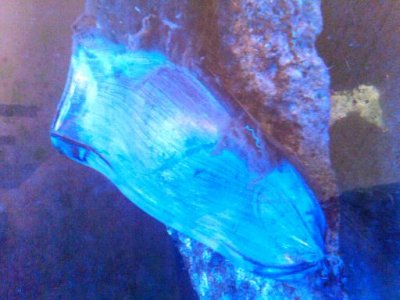 shark egg.jpg