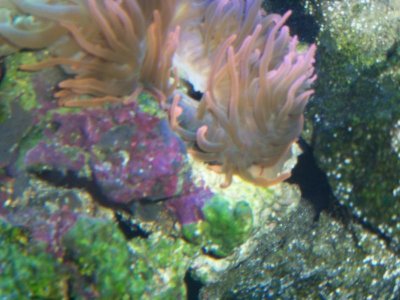 Saltwatertank 062.jpg