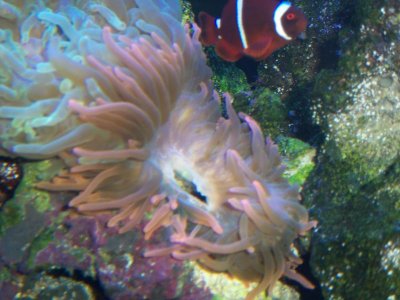 Saltwatertank 064.jpg