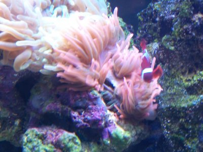 Saltwatertank 068.jpg