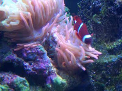 Saltwatertank 088.jpg