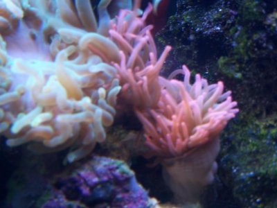 Saltwatertank 087.jpg