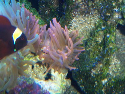 Saltwatertank 095.jpg