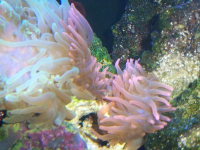 Saltwatertank 101.jpg