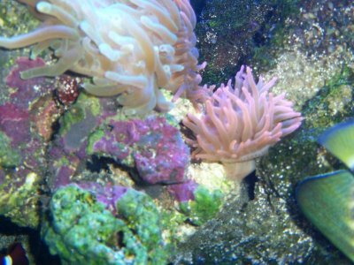 Saltwatertank 107.jpg