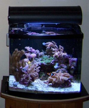 My reef tank Feb 2011.jpg My reef tank Feb 2011.jpg