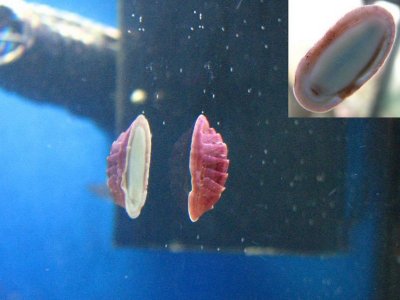 red chiton.jpg