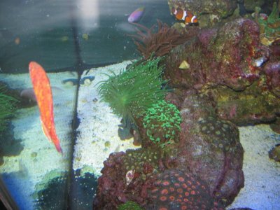 Wrasse.jpg